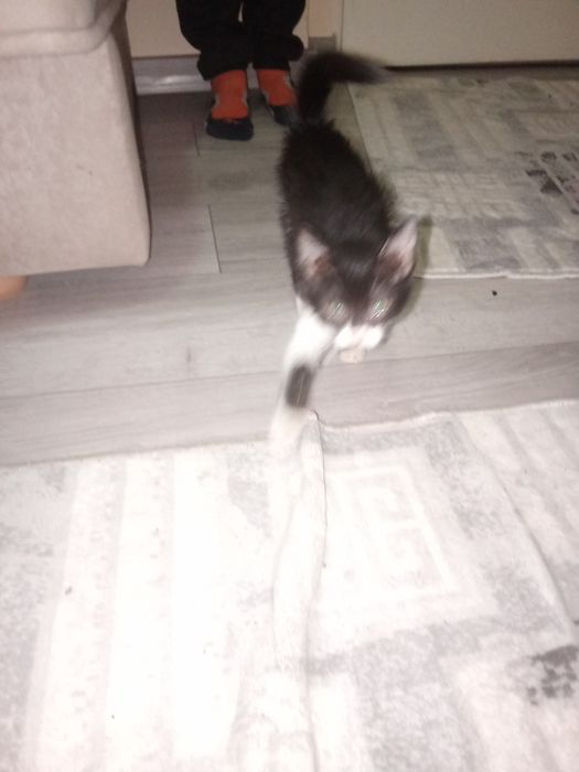 Pisica extrem de jucausa