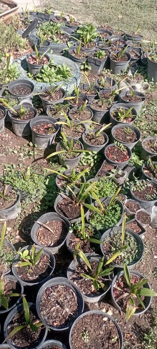 Семена за палма хамеробс, трахикарпус, вашингтония, финикова и Брахея