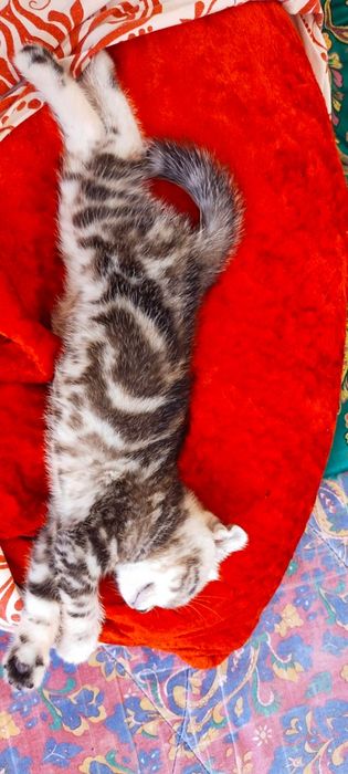 Продам котят девочка