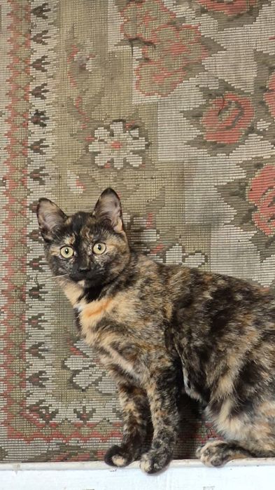 Отдам кошечку красавицу