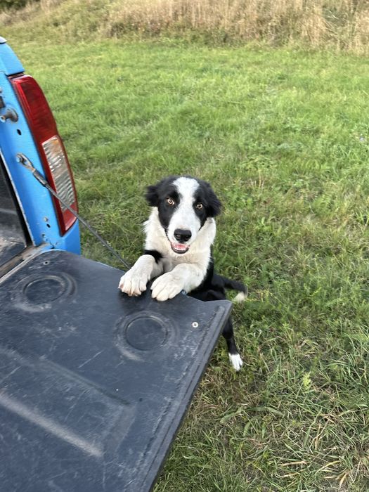 Border Collie Negru-Alb Linie de lucru