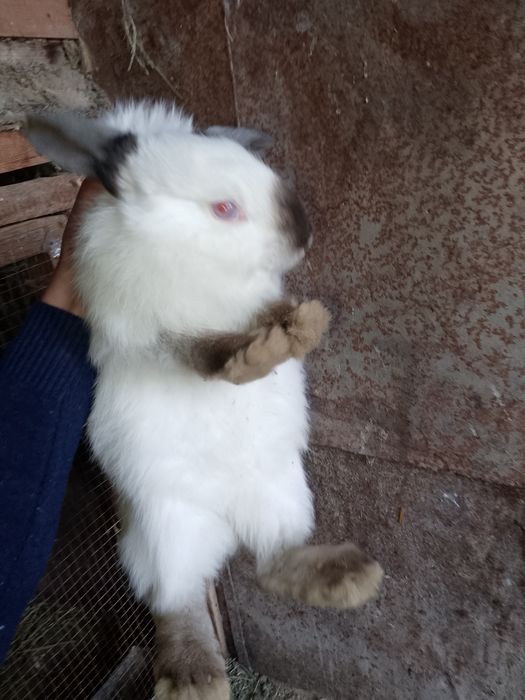 Buĝoz quyon sotiladi Бугоз куйон сотилади