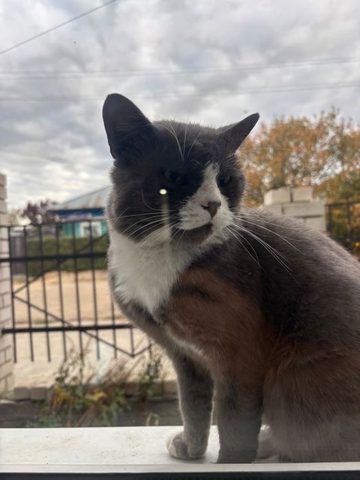 Отдам даром кота