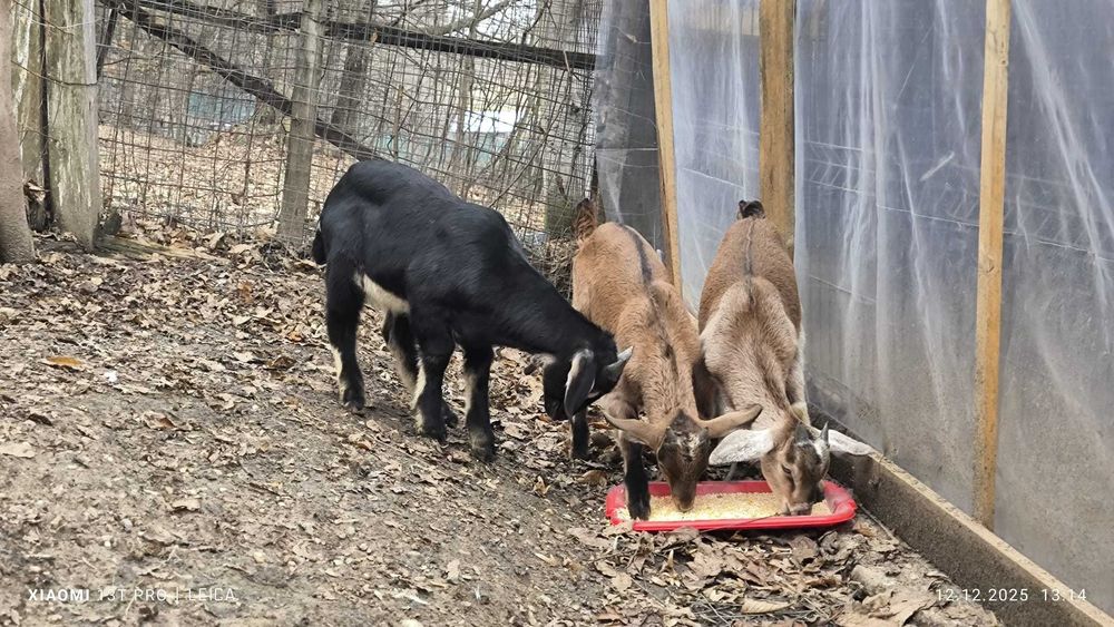 Iezi tapisori alpin cu anglonubian