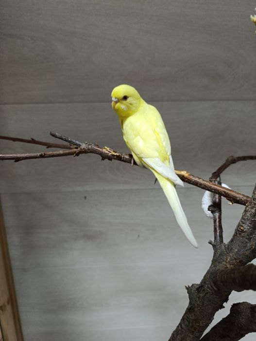 Волнистые попугаи молодые