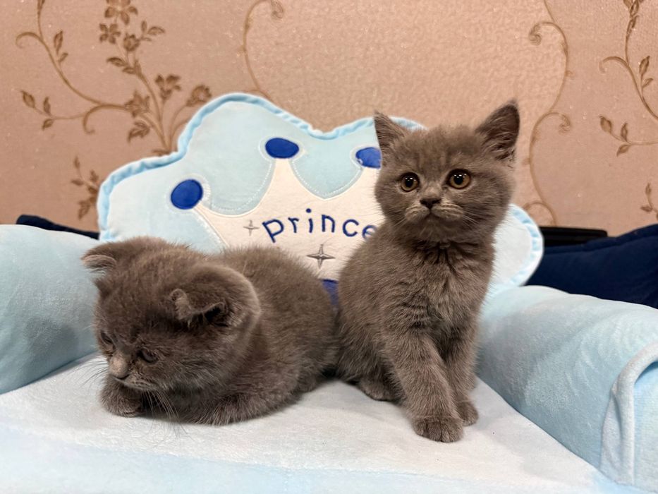 Scottish fold кошка