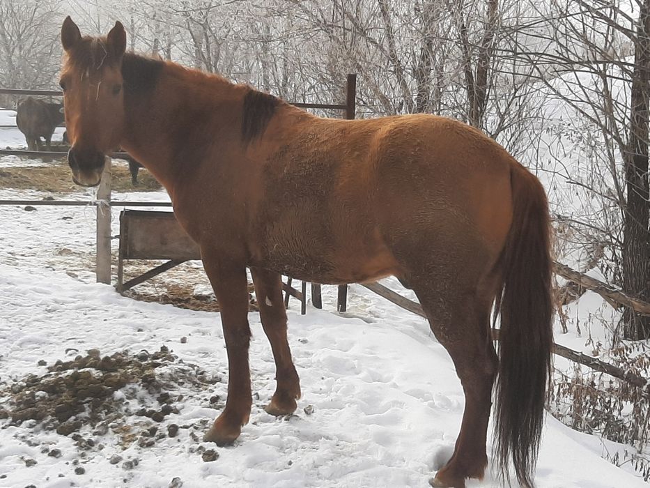 Айғыр, жеребец, лошадь