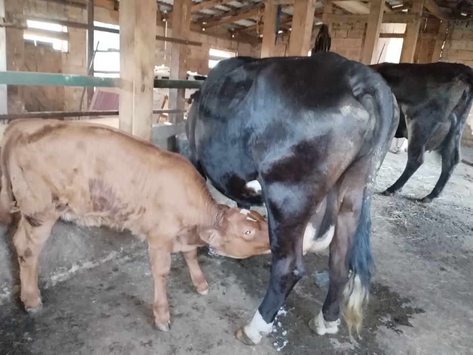 Vand vaca cu vițelușă