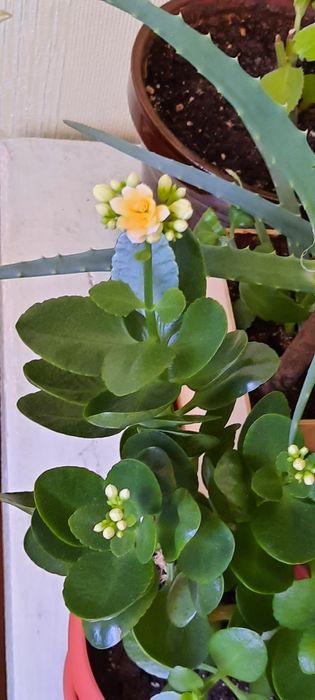 Комнатный цветок "Каланхое"