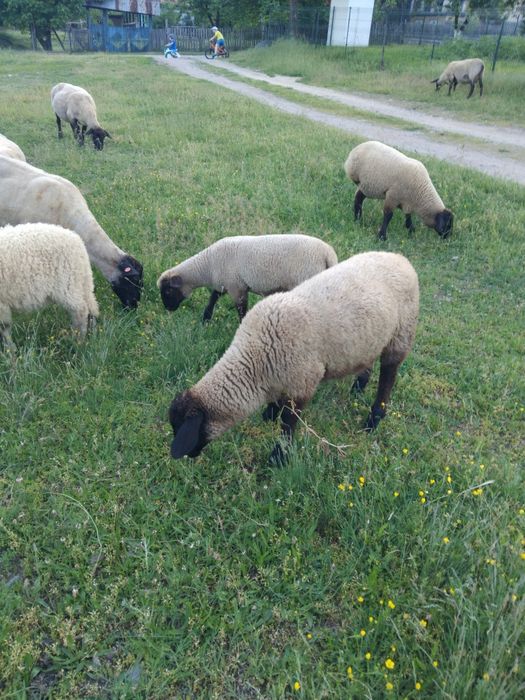 Mielute suffolk de vanzare