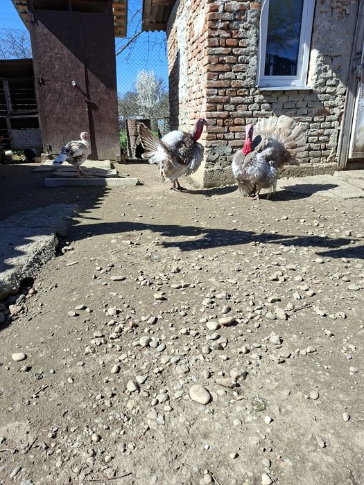 Vând curci, curcani și bibilici