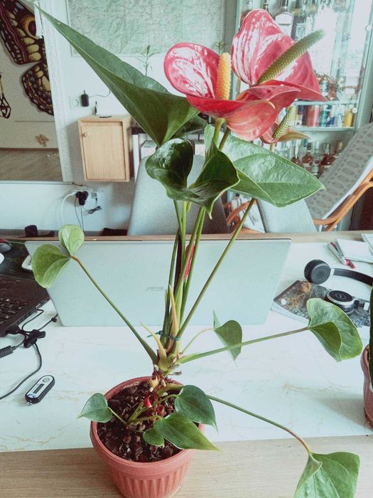 Екзотични растения - Артуриум/Arturium - в саксия