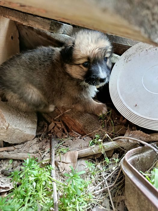Щенки в добрые руки