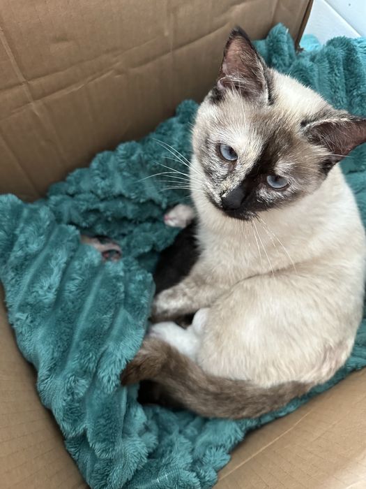 Отдам котят в хорошие руки