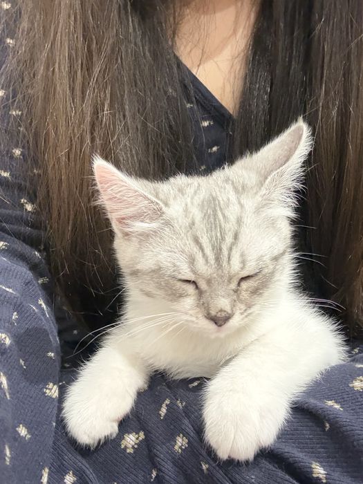Котятки 2 месяца