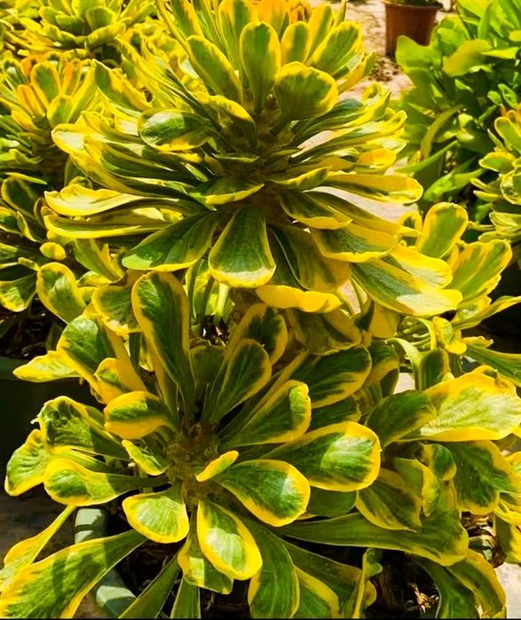 Euphorbia Poisonii Variegated