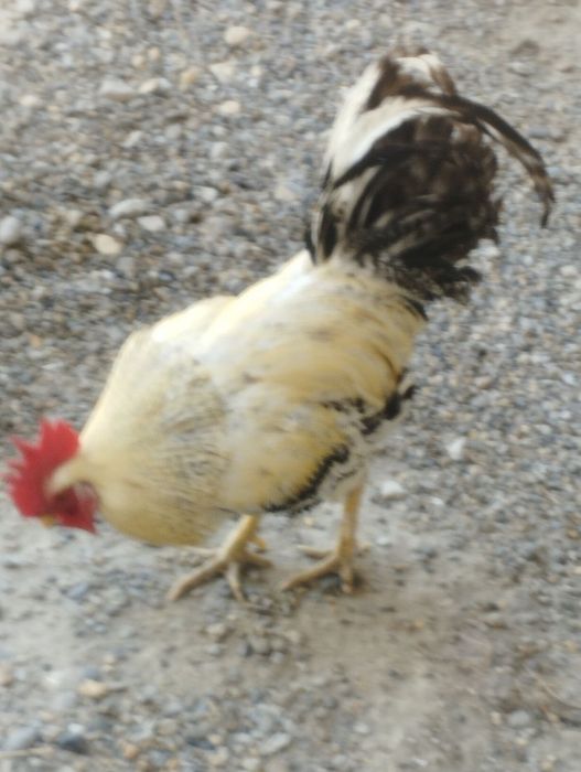 Jinsiy aloqa uchun ayollar erotik ichki kiyimlari