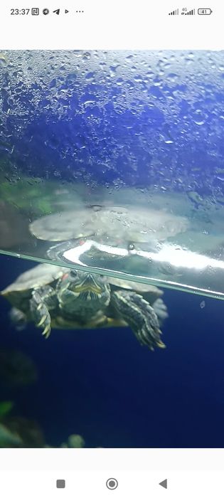 Qizilquloq toshbaqasi