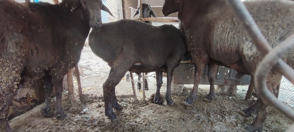 Qozi Qochqorla va kotta zotga tushadigan Qochqorla bor sotiladi