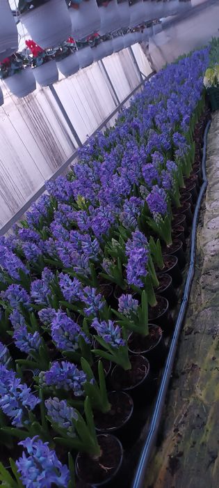 Flori 1-8martie cyclamen,garofite,zambile