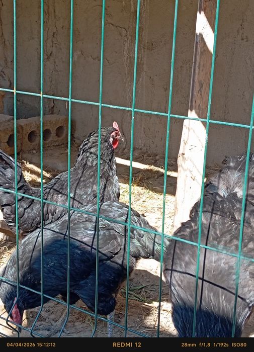 Qora shaxzoda tuxumlari sotiladi