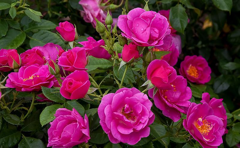 магазин "Сад - Огород - Цветы"