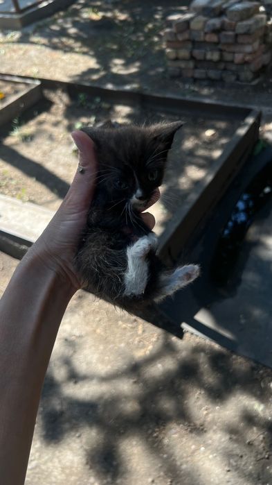 Отдам котят бесплатно
