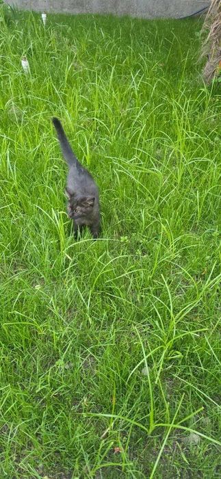 Кошка Scottish Straight
