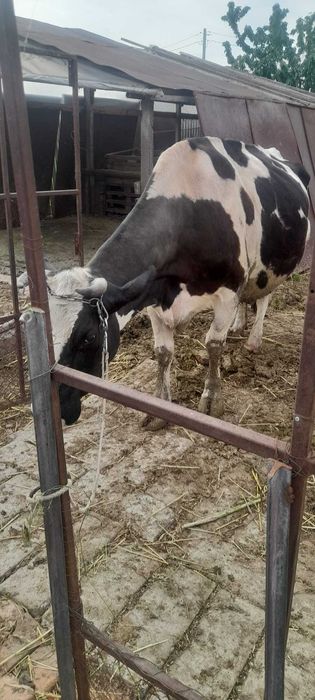 Vaca rasa HOLSTEIN