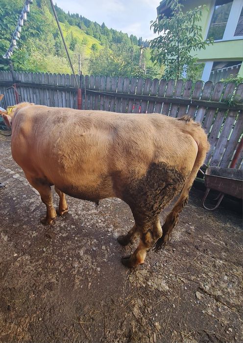 Taur/vițel de vanzare
