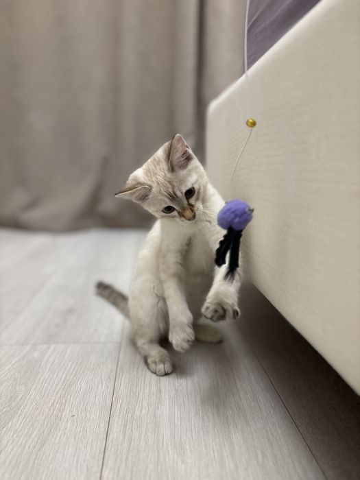 Отдам котенка в добрые руки