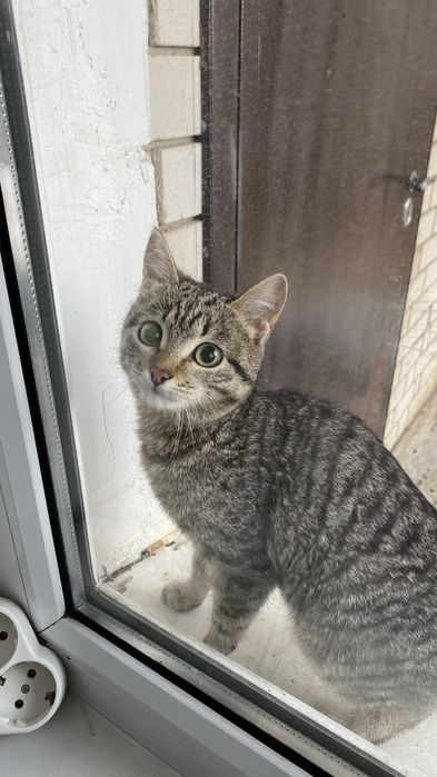 Нашли Котенкаа полосатый