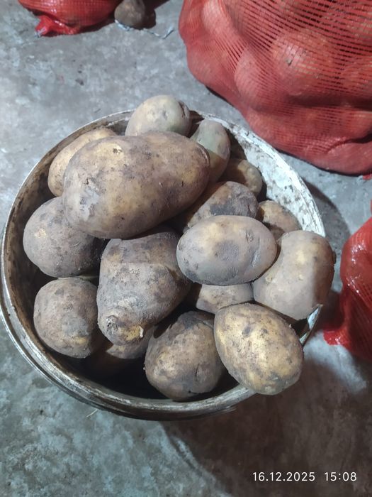 Картофель тендерный