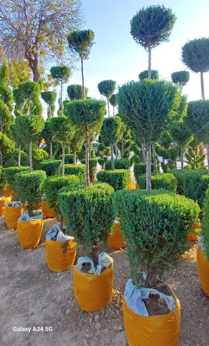 Туркиядан келтнрилган Кирарис Узбекистонда уетиштирилган Арча бор