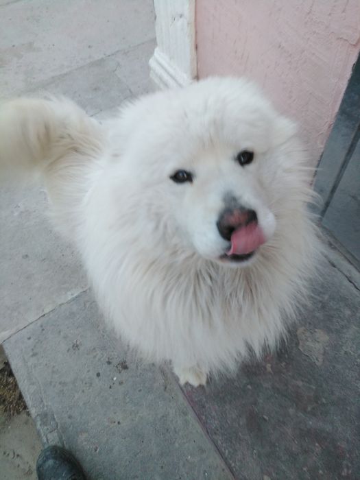 Самоедская Собака