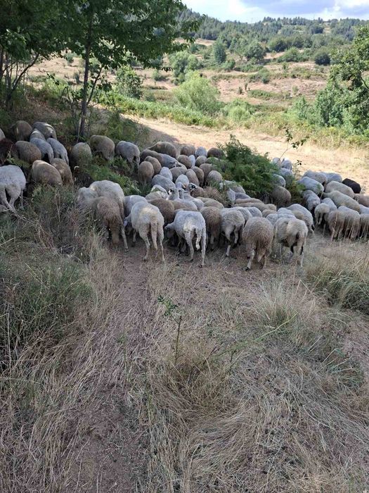 Продавам крави и овце
