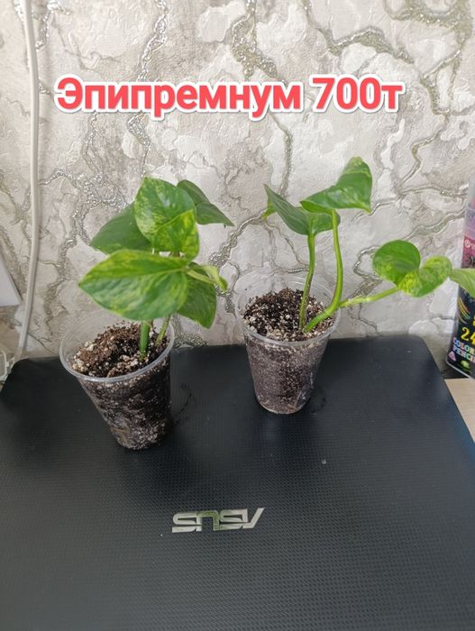 Комнатные растения кжби