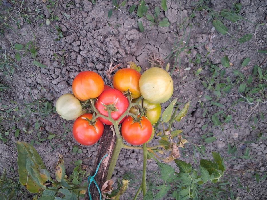 Rosii de gradina fără chimicale