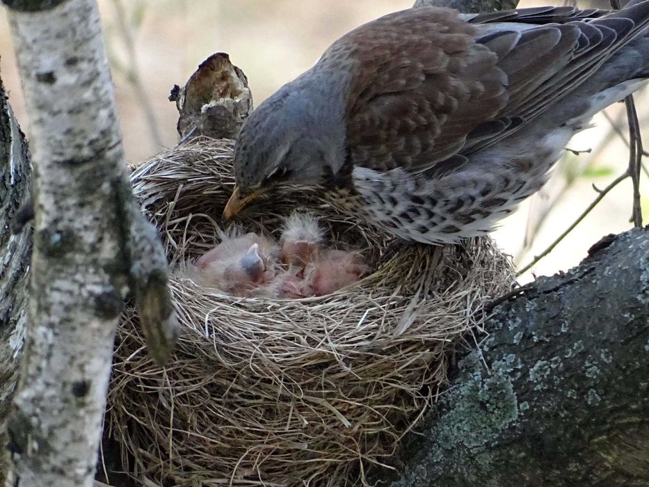Гнездо певчего дрозда