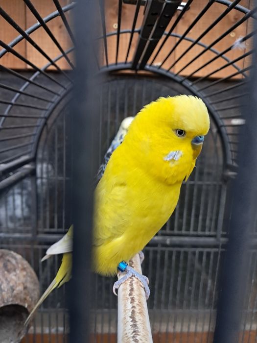 Vând o Perechie de Papagali Peruși standard