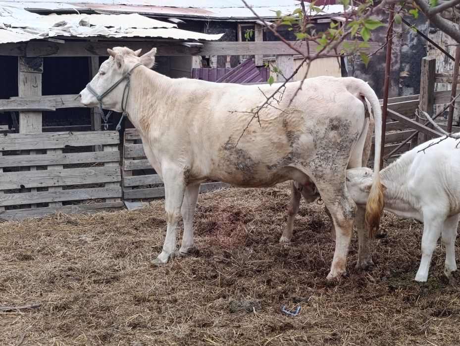 Продается алатауская корова с двумя телятами