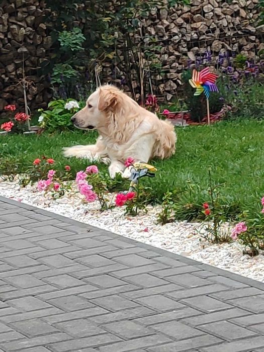 Ofer spre adoptie metis Labrador x Golden Retriever