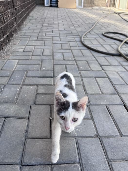 Отдаю котенка в хорошие руки