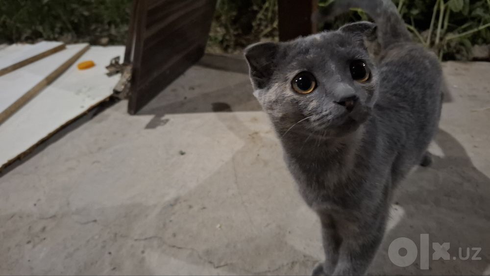 Scottish fold mushuk Samarqand