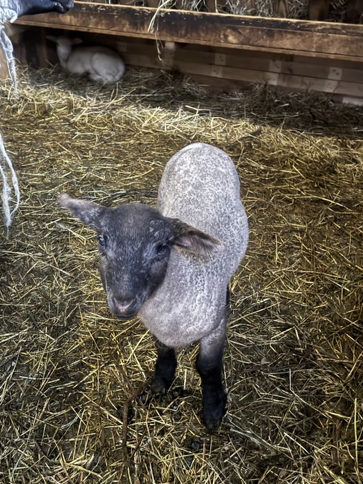 Oaie Suffolk cu un berbecuț!