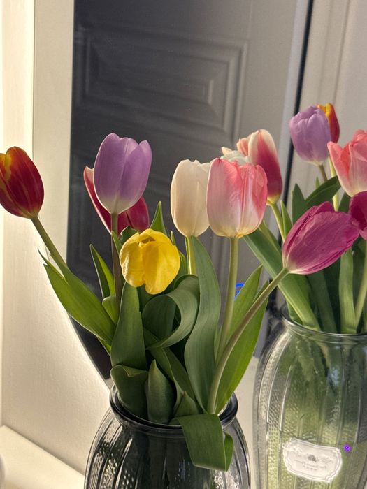 Тюльпаны свежие продам