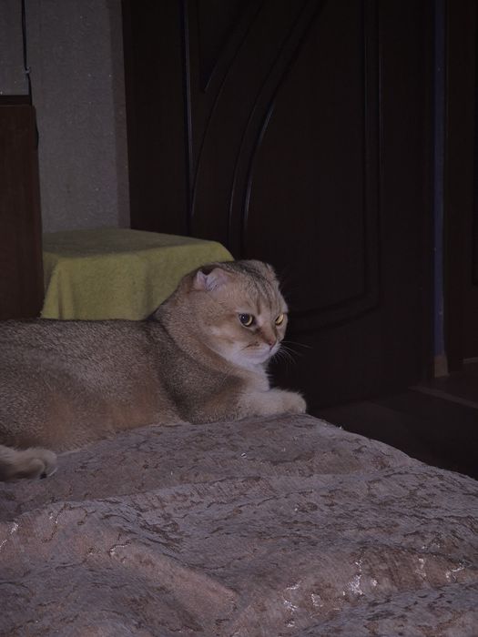 Продам шотландского вислоухого кота