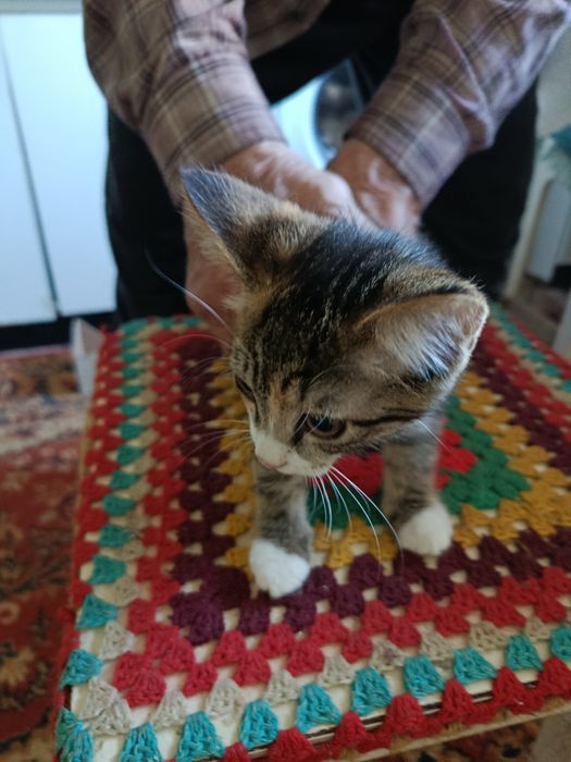 Отдам котят добрым людям