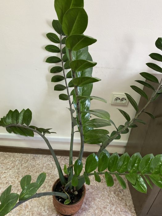 Растение доллоровые