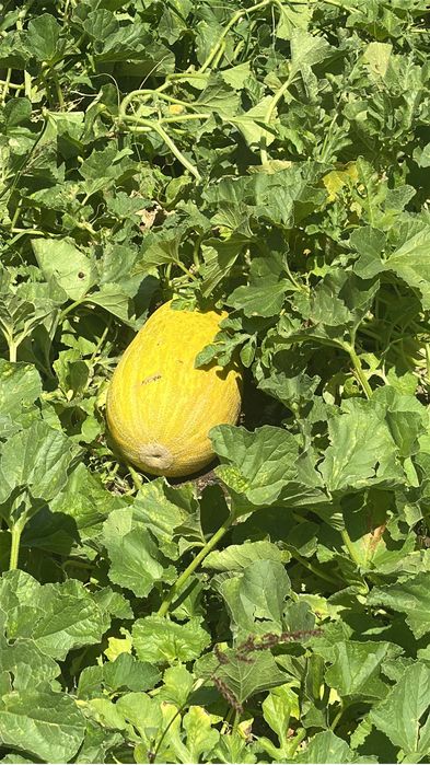 Продам дачу на Спутнике.4 остановка.